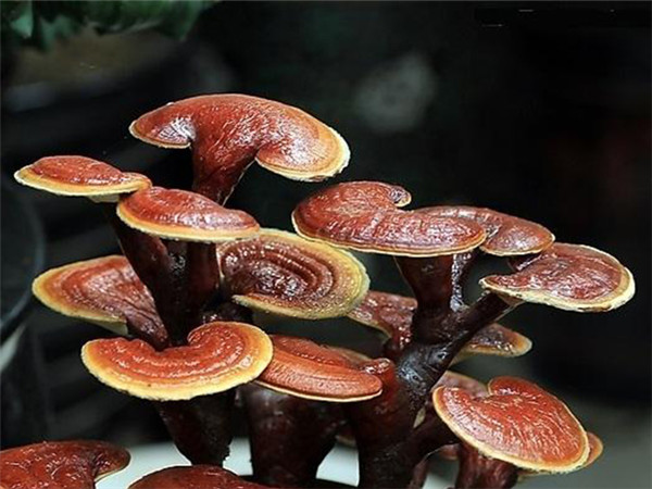 食用菌的斜面低溫儲(chǔ)存法 